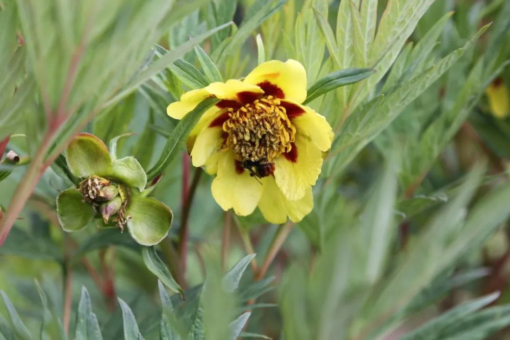  尼斯进攻端多点开花,客场大胜兰斯提升排名